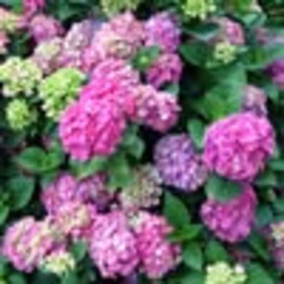 Meet your Posher, Rivkie - Picture 1 of 1